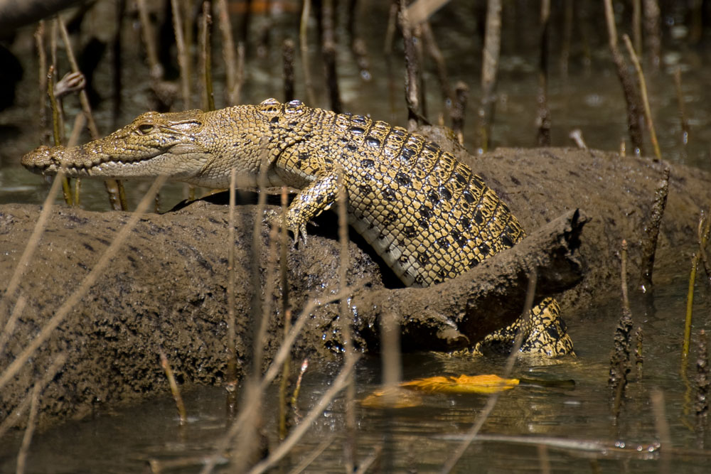 Kleines Krokodil am Ufer des Daintree River - Queensland, Australien