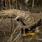 Kleines Krokodil am Ufer des Daintree River - Queensland, Australien