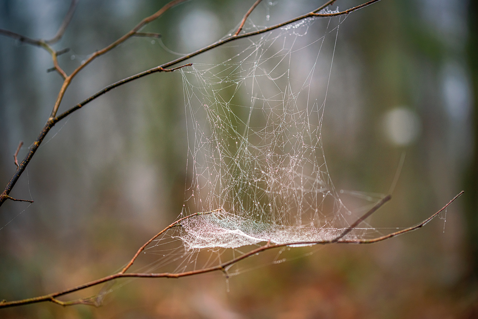 Kleines Kunstwerk der Natur