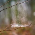 Kleines Kunstwerk der Natur