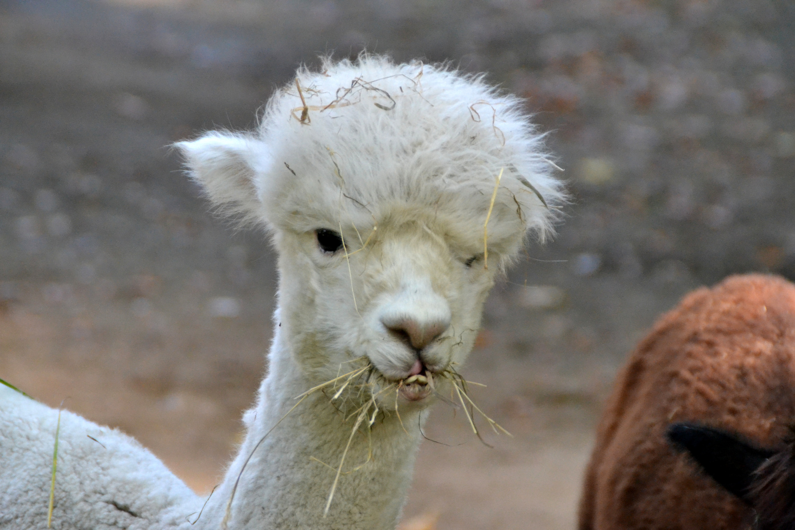 Kleines Lama im Wolgaster Tierpark