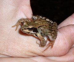 Kleines Laubfröschlein auf Mamas Hand...