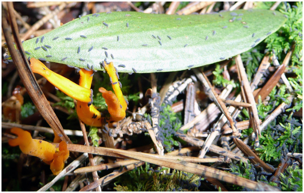 kleines Leben im Wald