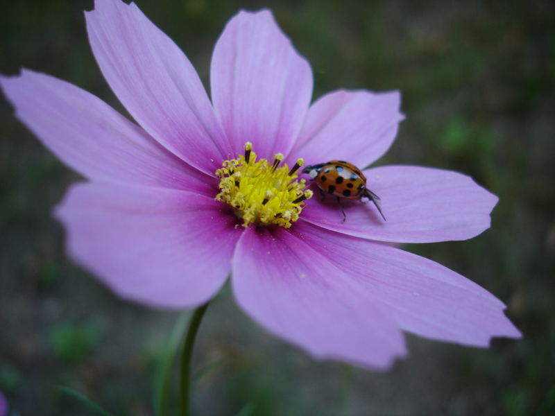 Kleines Leben in der Blüte