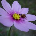 Kleines Leben in der Blüte