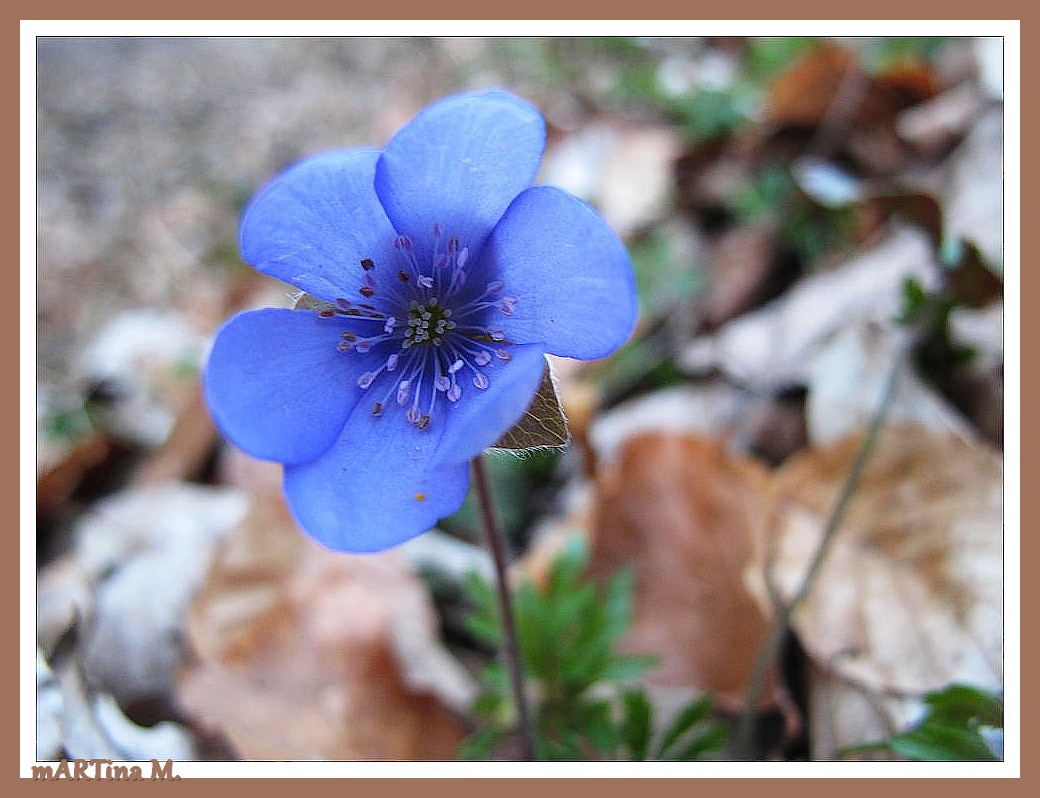 Kleines Leberblümchen