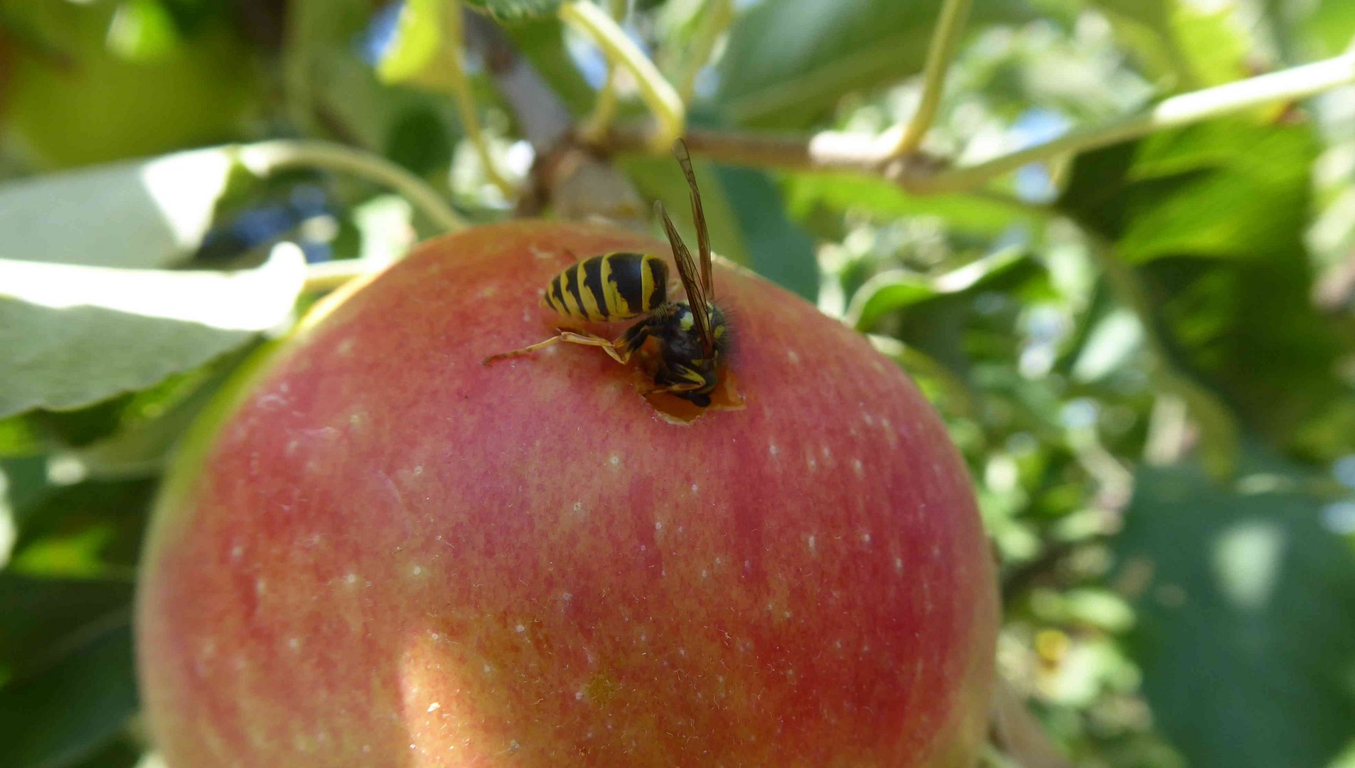 Kleines Leckermäulchen