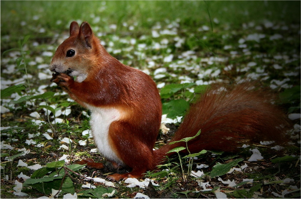 Kleines Leckermäulchen :-)