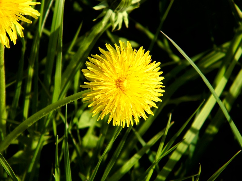 kleines löwenzähnchen