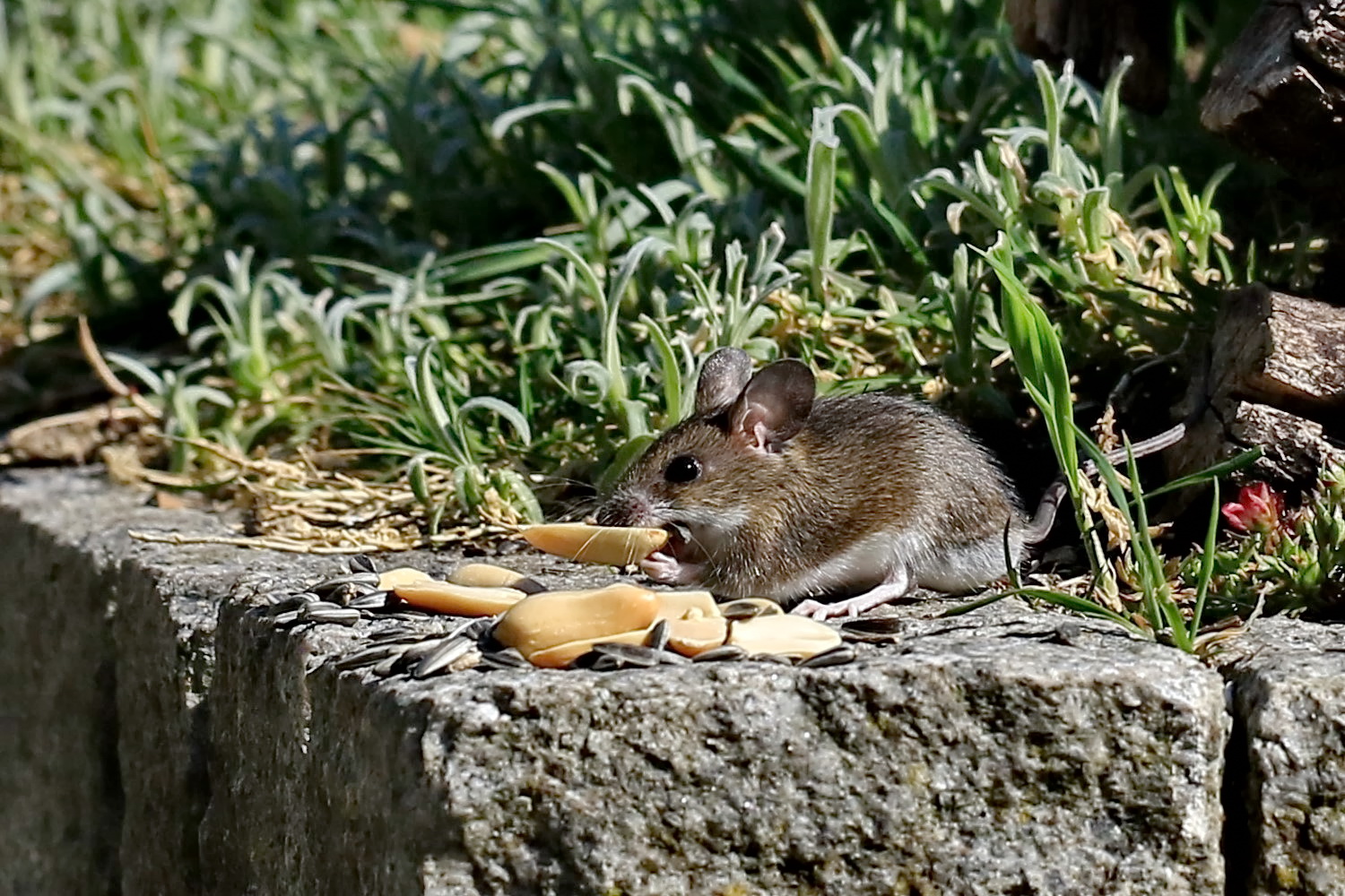 kleines Mäuschen