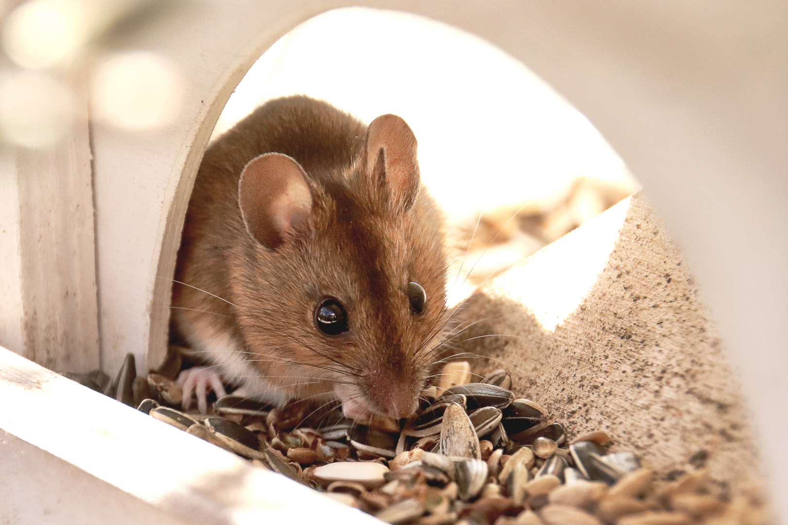 Kleines Mäuschen im Vogelhäuschen