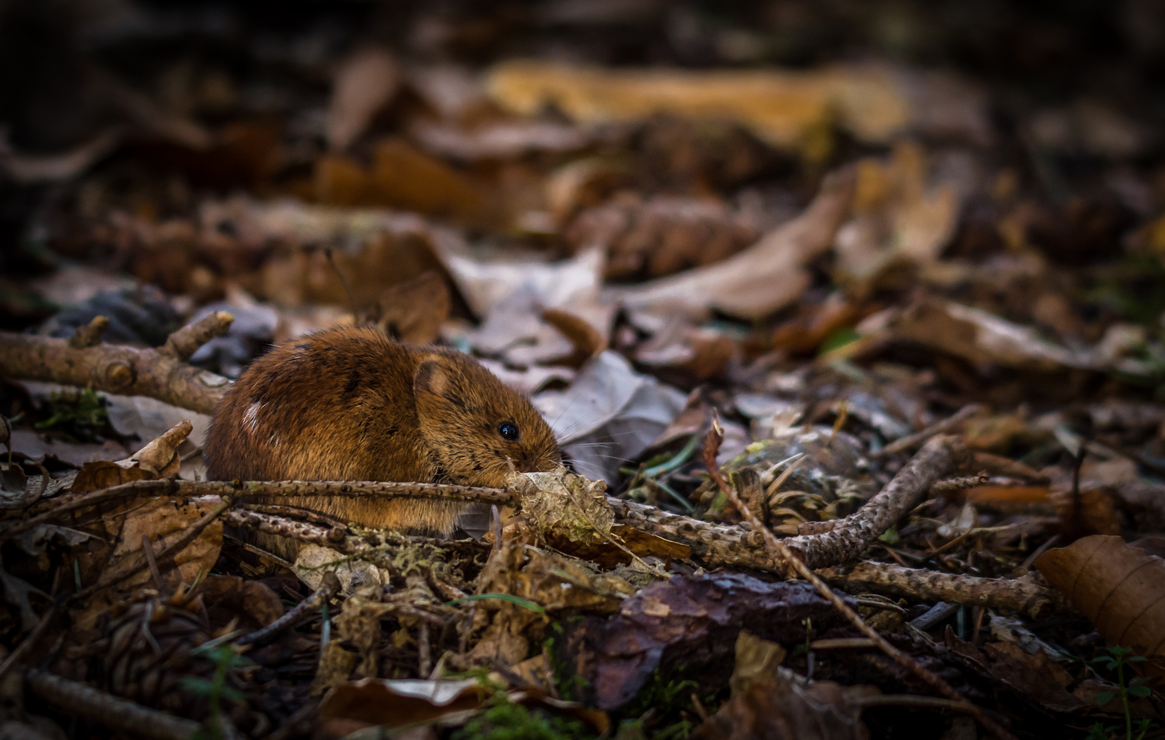 Kleines Mäuschen im Wald 2... 