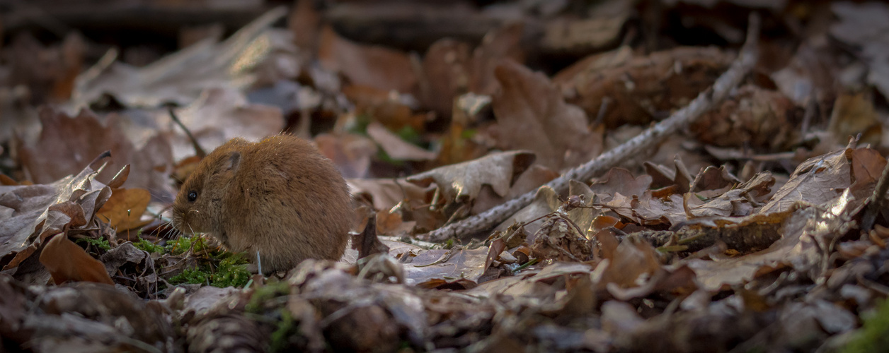 Kleines Mäuschen im Wald.. 