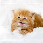 Kleines Maine Coon Katzen Baby