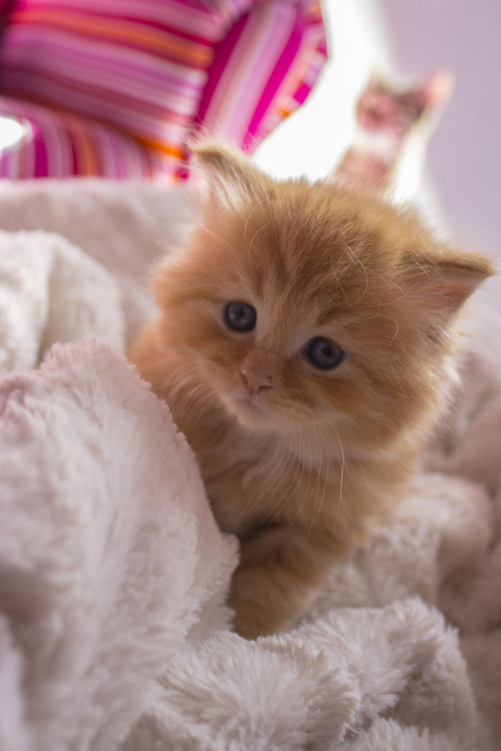 Kleines Maine Coon Katzen Baby Foto Bild Tiere Haustiere Katzen Bilder Auf Fotocommunity