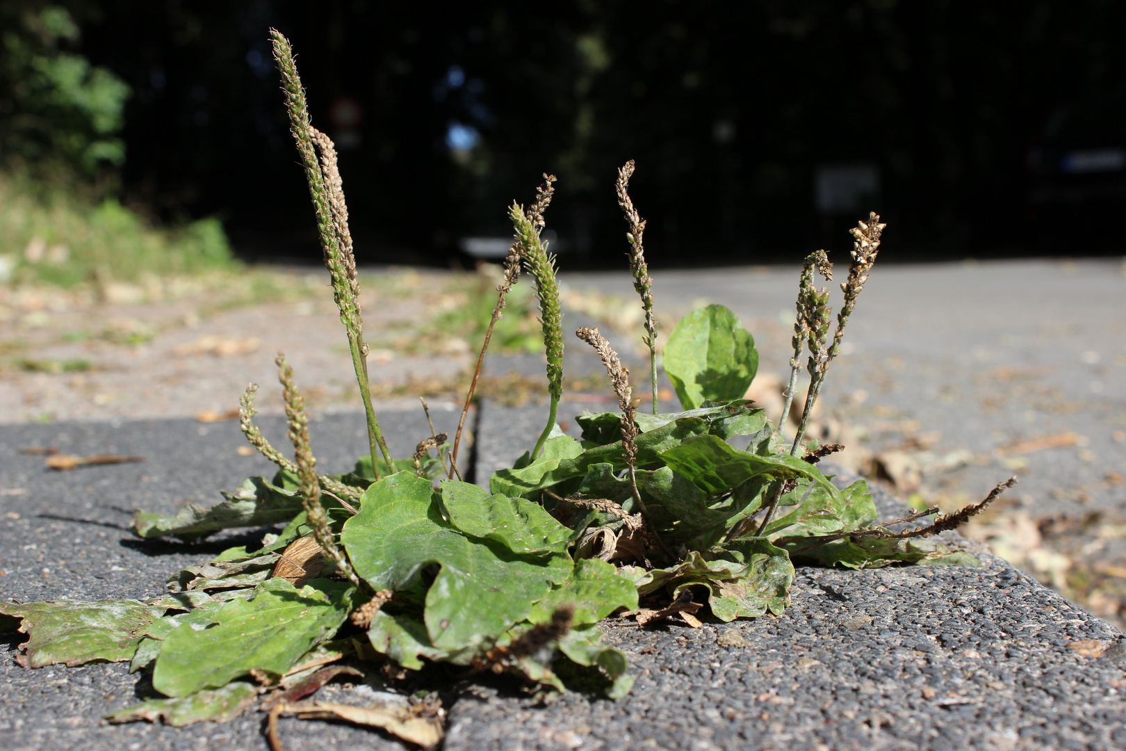 Kleines Mauerblümchen