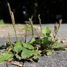 Kleines Mauerblümchen