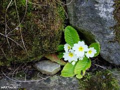 Kleines Mauerblümchen