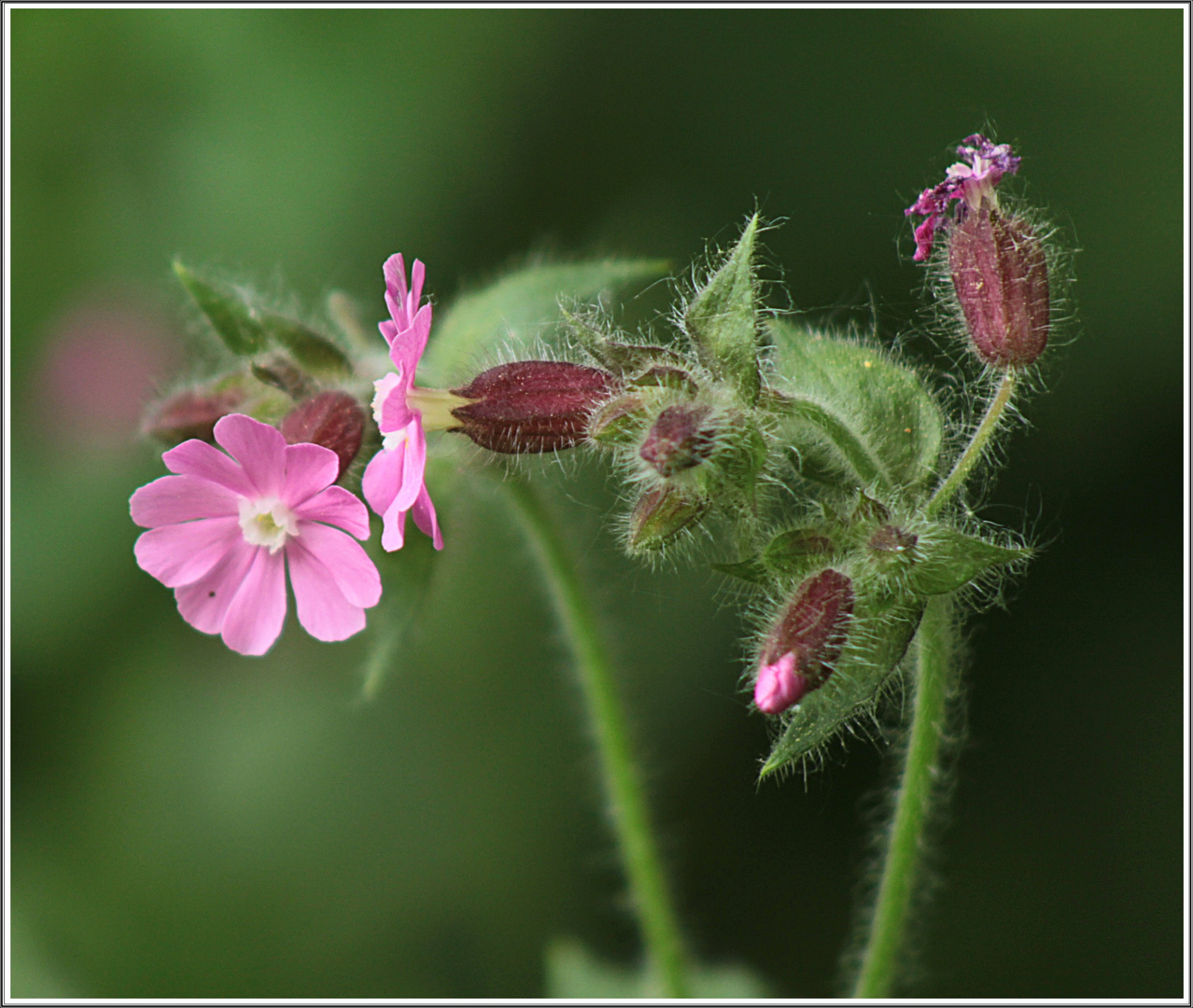 Kleines MIWOBLÜmchen