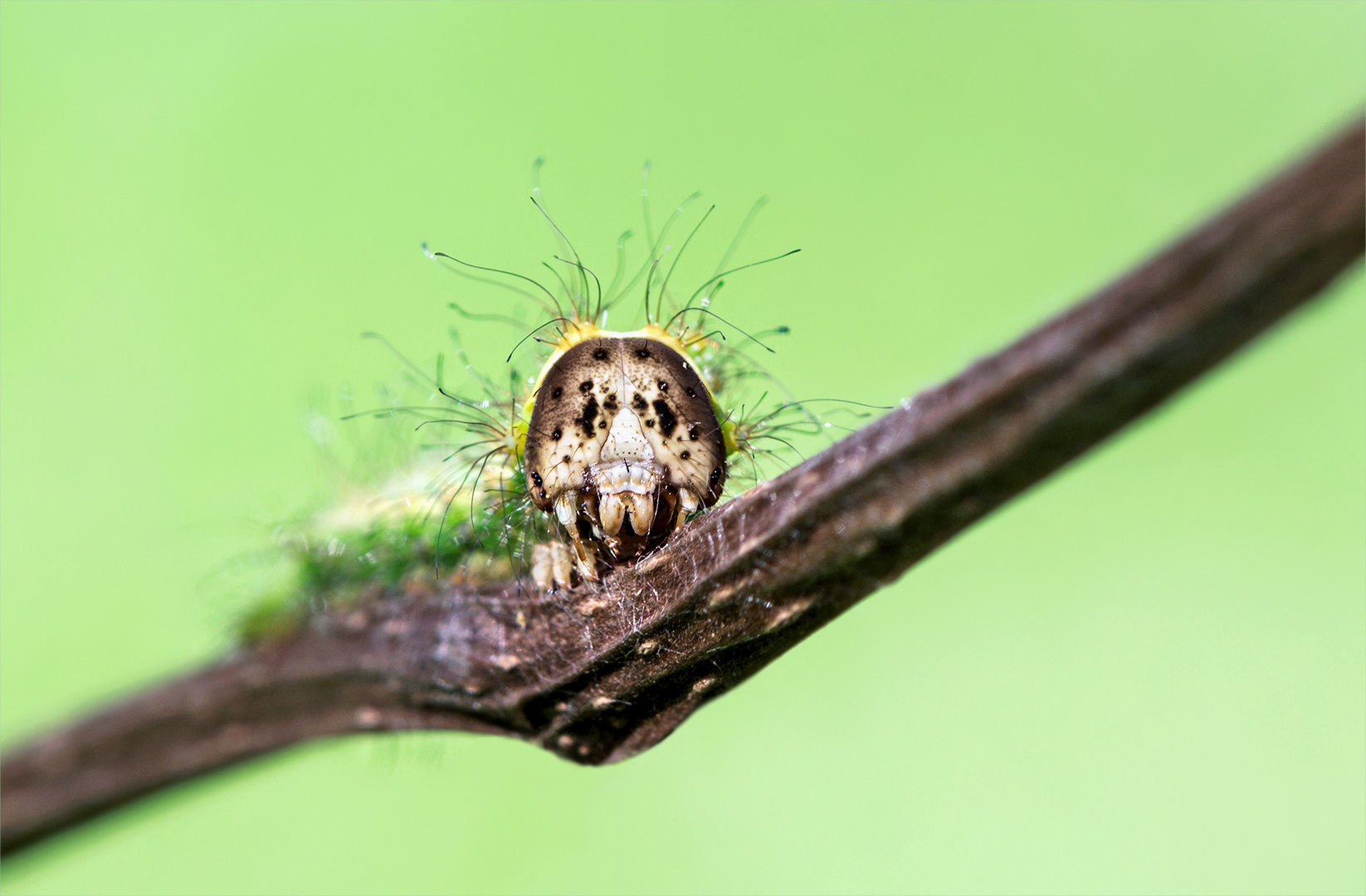 Kleines "Monster" Foto & Bild | makro, natur, insekten Bilder auf