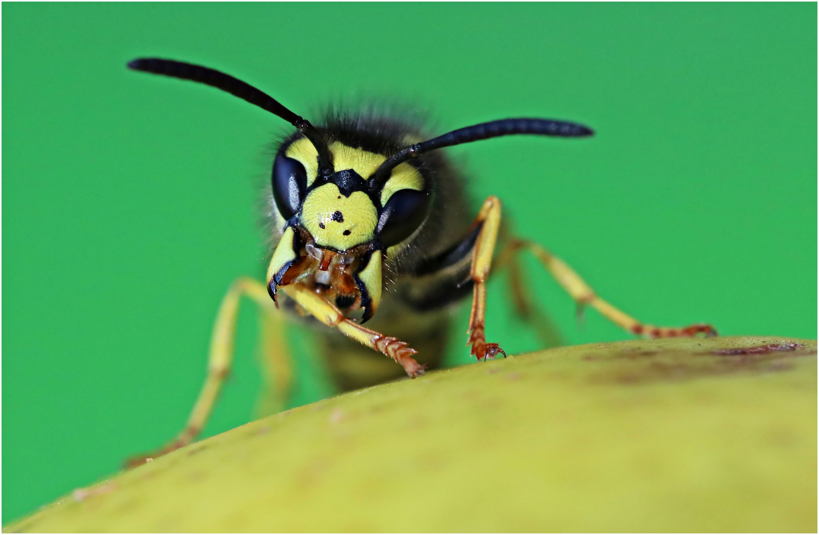 kleines Monster? Foto & Bild | tiere, wildlife, insekten Bilder auf