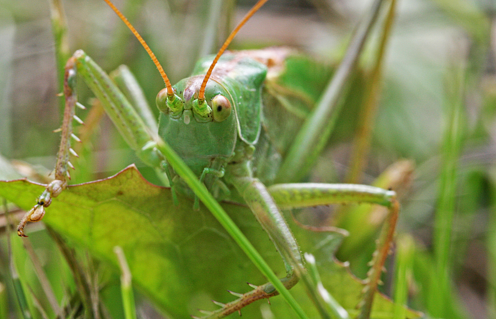 Last ned og bruk 10 000+ sjø moster gratis arkivbilder. Moster Bilder . Kleines Monster Foto & Bild | natur, tiere, zwischenablage ...