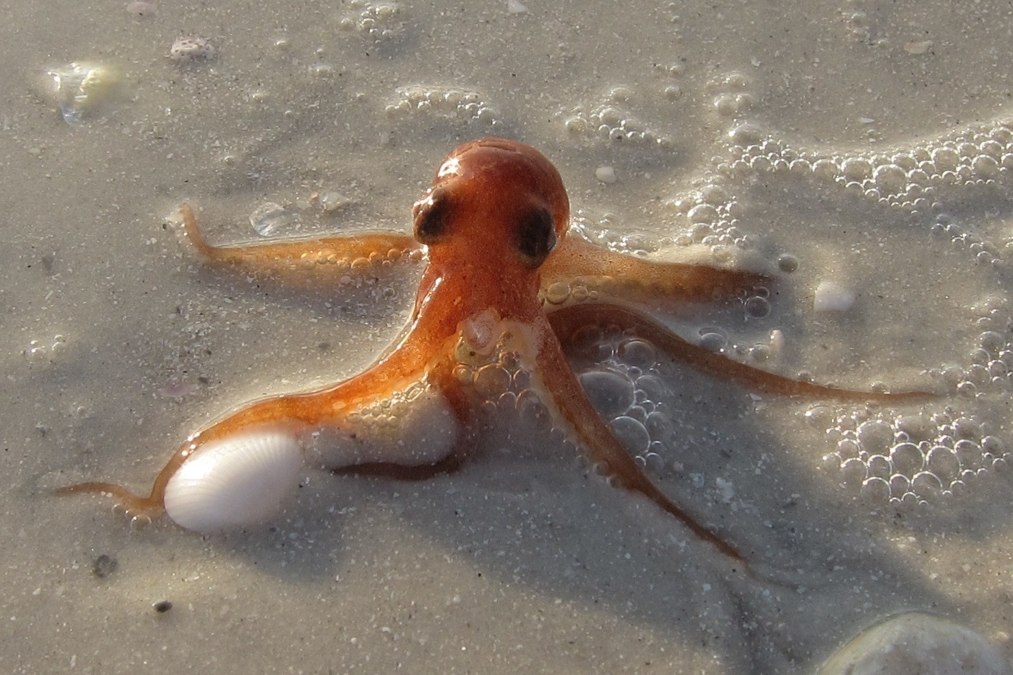 Kleines Monster am Strand