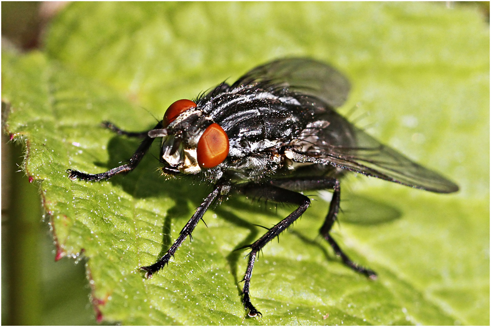 kleines Monster Foto & Bild | tiere, wildlife, insekten Bilder auf