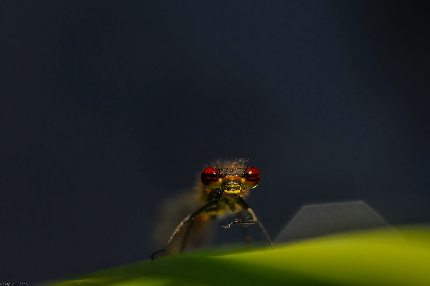 kleines "Monster" Foto & Bild | outdoor, makro, natur Bilder auf