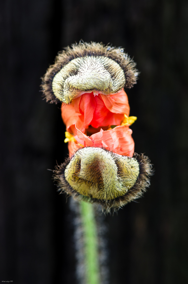 Kleines Monster Foto & Bild | pflanzen, pilze & flechten, blüten