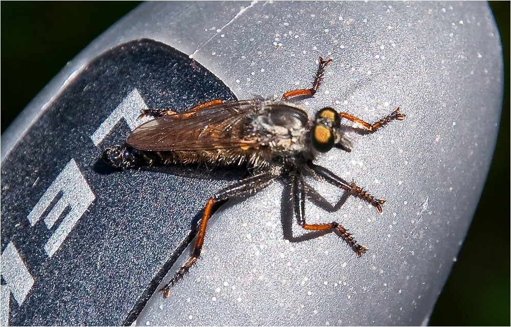 Tusenvis av nye bilder hver dag helt gratis å bruke bilder og videoer fra pexels i høy kvalitet. Moster Bilder . Kleines Monster ... Foto & Bild | tiere, wildlife ...