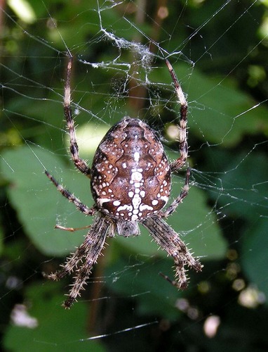 Kleines Monster im Garten