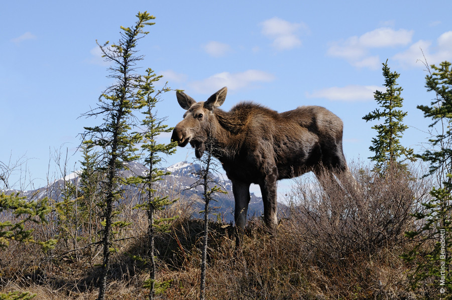 Kleines Moose, Alaska