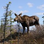 Kleines Moose, Alaska