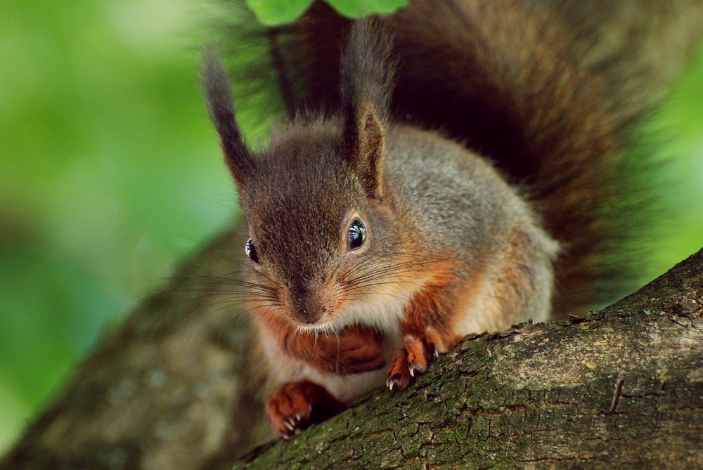 Kleines, nachdenkliches Eichhörnchen