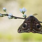 Kleines Nachtpfauenauge