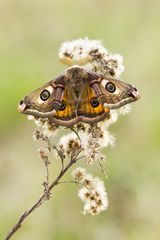 Kleines Nachtpfauenauge Männchen