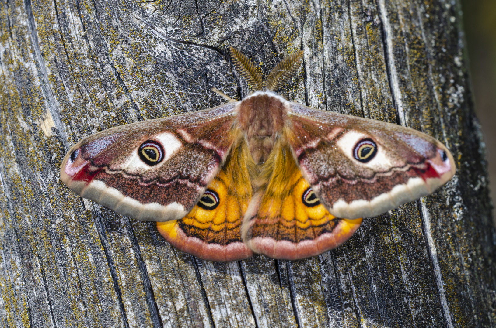 Kleines Nachtpfauenauge, Männchen (Saturnia pavonia)