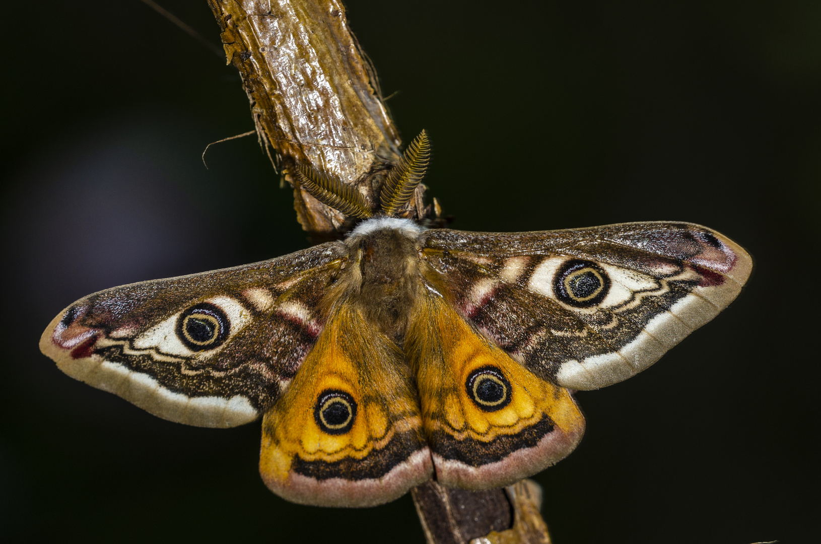 Kleines Nachtpfauenauge, Männchen (Saturnia pavonia)