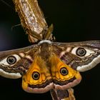 Kleines Nachtpfauenauge, Männchen (Saturnia pavonia)