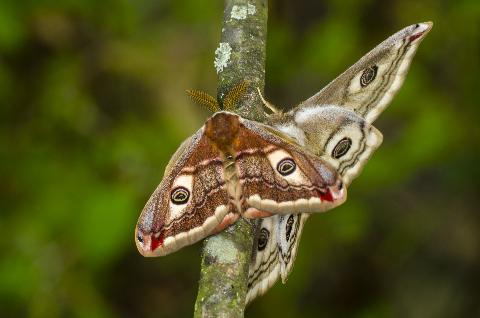 Kleines Nachtpfauenauge, Pärchen (Saturnia pavonia)