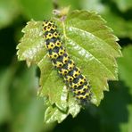 Kleines Nachtpfauenauge - Saturnia pavonia