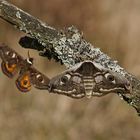 Kleines Nachtpfauenauge (Saturnia pavonia) 1