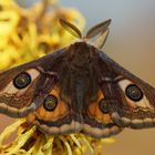  Kleines Nachtpfauenauge (Saturnia pavonia)