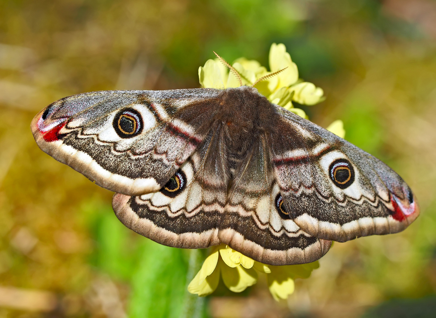 Kleines Nachtpfauenauge (Saturnia pavonia) (2. Foto) - Le petit Paon de Nuit (Eudia pavonia).