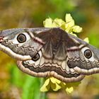 Kleines Nachtpfauenauge (Saturnia pavonia) (2. Foto) - Le petit Paon de Nuit (Eudia pavonia).