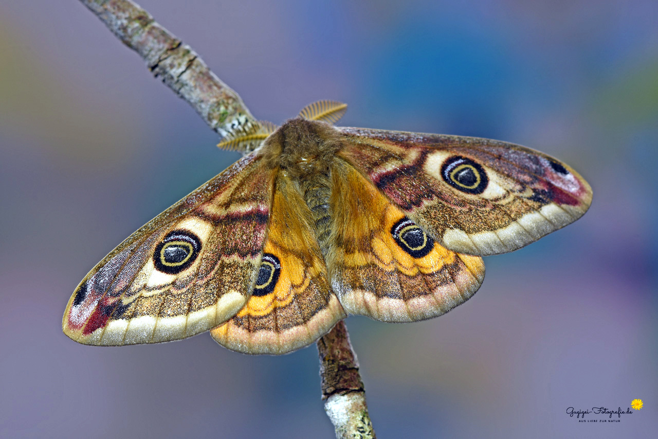 Kleines Nachtpfauenauge (Saturnia pavonia)