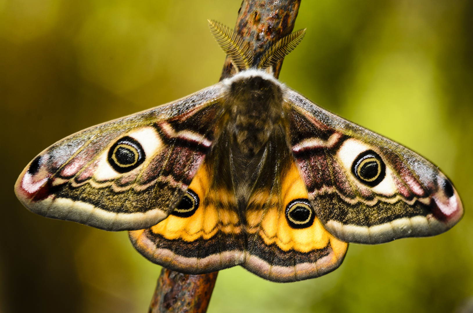 Kleines Nachtpfauenauge (Saturnia pavonia)