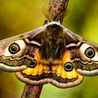 Kleines Nachtpfauenauge (Saturnia pavonia)