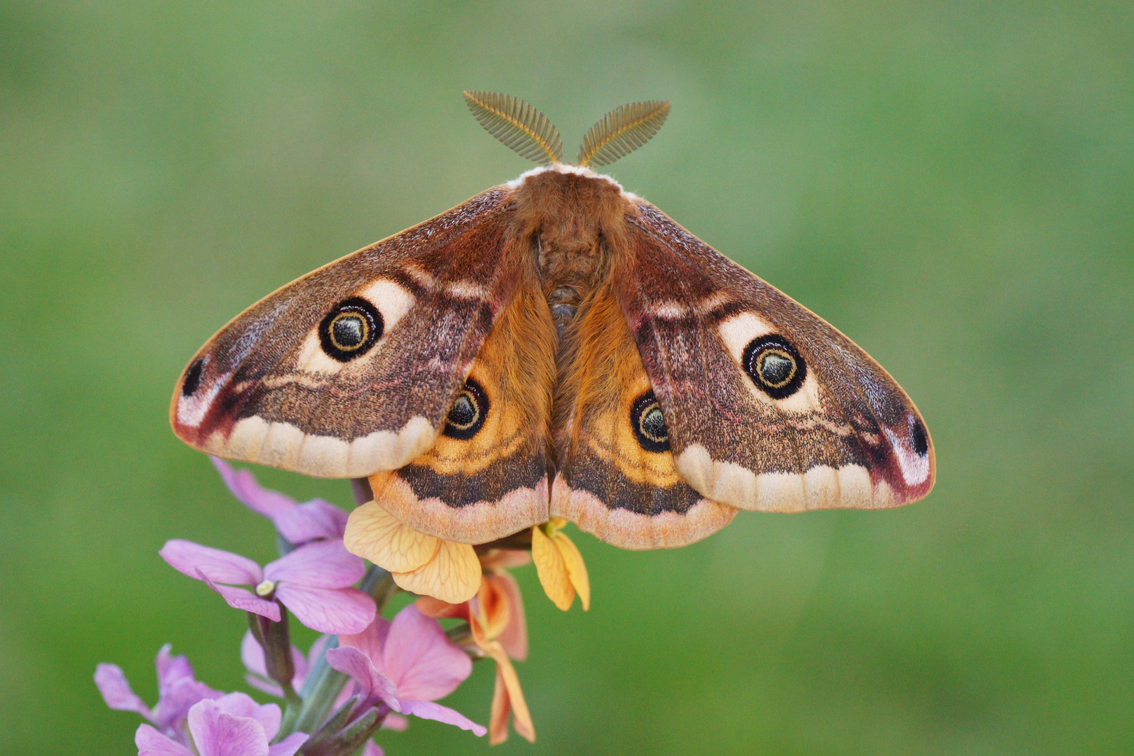 Kleines Nachtpfauenauge (Saturnia pavonia)